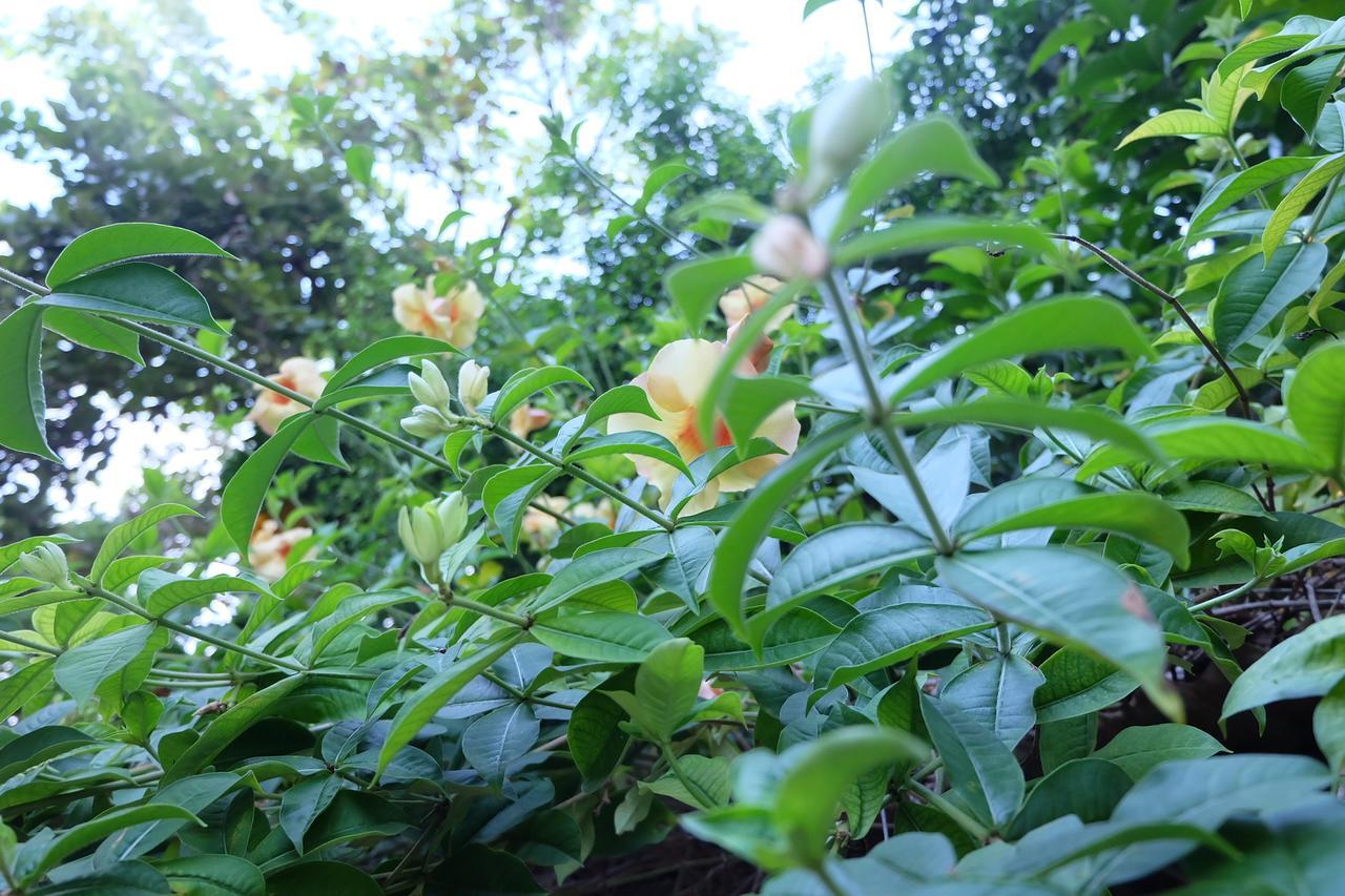 Samerdrow Khao Yai Mu Si Dış mekan fotoğraf